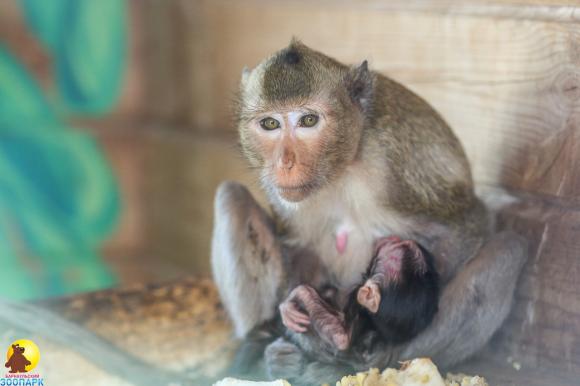 В барнаульском зоопарке родился яванский макак (фото и видео)