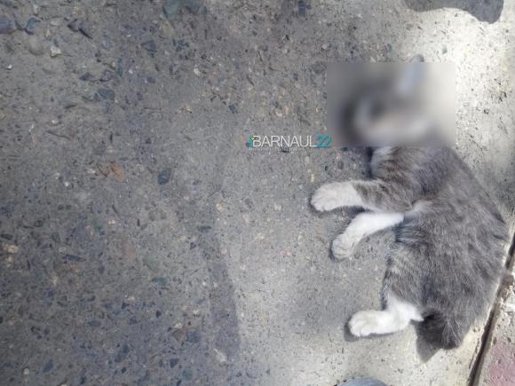 Очевидцы: На Юрина с 9 этажа выбросили котенка