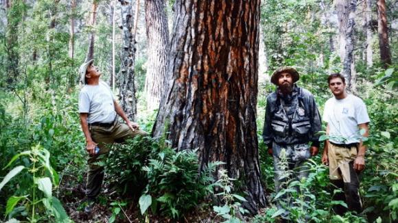 Жителям Алтайского края предлагают найти самое большое дерево