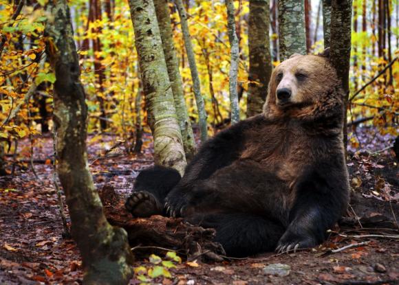 В Алтайском крае медведь поленился лезть за грибником на дерево