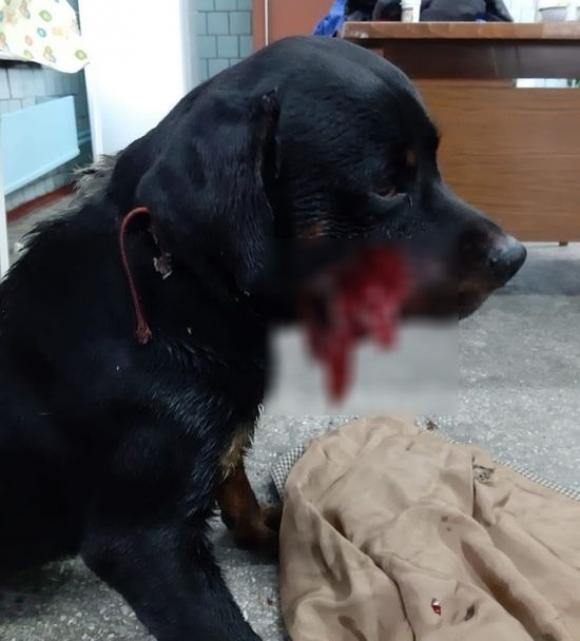 Взорвали во рту петарду: кемеровские ветеринары спасают искалеченного на Алтае ротвейлера