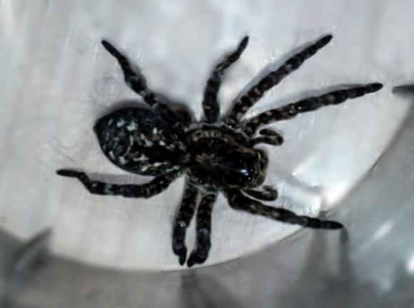 Жительница Барнаула поймала у себя в частном доме тарантула