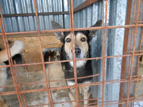 В России запретили умерщвлять бродячих собак