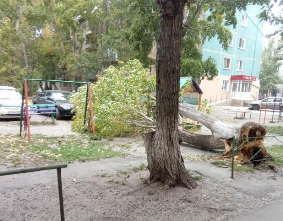 Сильный ветер принес запах гари и повалил деревья в Барнауле (фото)