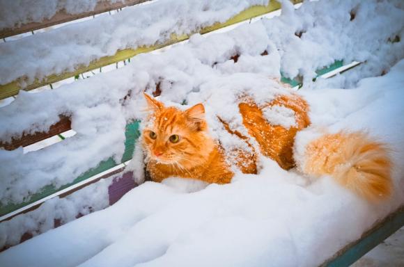В Барнауле и местами по краю выпадет снег