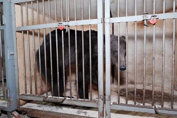 В Новосибирске цирковых животных оставили без работы - теперь они голодают (фото и видео)