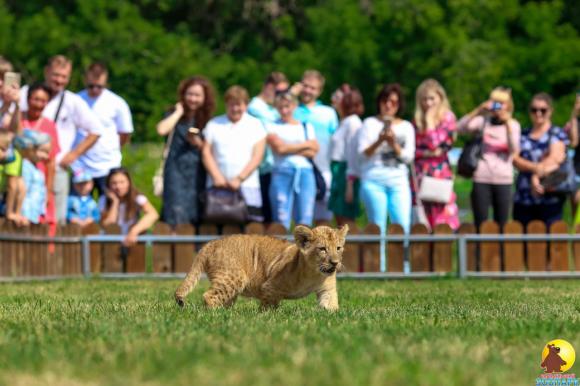 Барнаульский зоопарк приглашает сделать фото с львенком за кусочек мяса (видео)