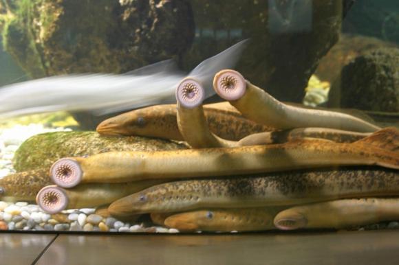 В речке Белокуриха ученые обнаружили необычную рыбку