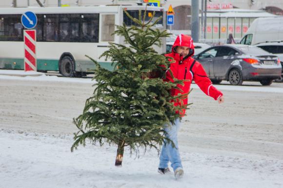 В Барнауле продают са-а-амые дорогие елки в России