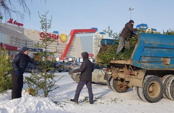 Завтра в Барнауле стартует сбор елок на переработку