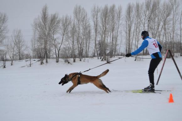 В выходные на Гребном канале будут соревноваться лыжники и собаки