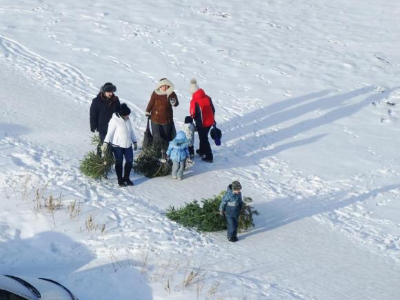 В Барнауле работают целых 40 точек приема хвойных деревьев