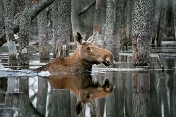 National Geographic назвал победителей конкурса 