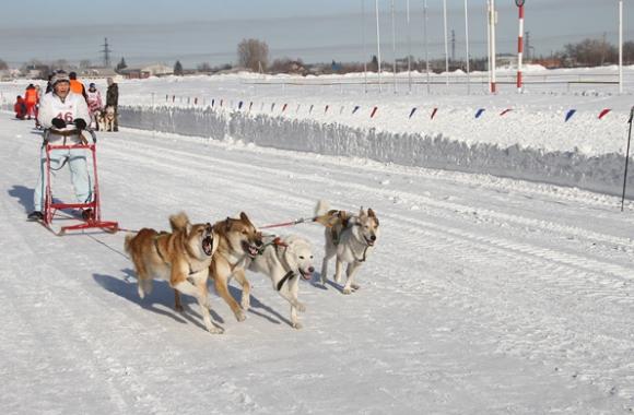 На барнаульском ипподроме прошли гонки собак и людей (фото)
