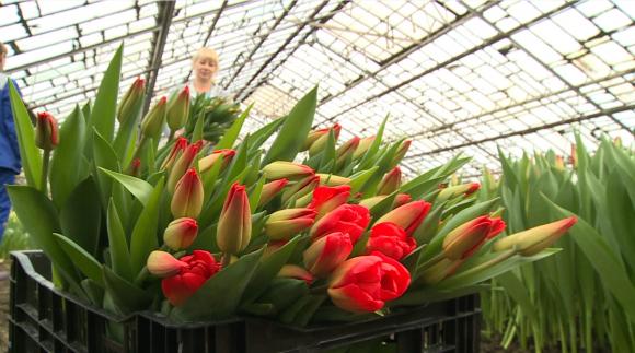 В Барнауле уже готовят тюльпаны к 8 Марта (фото)