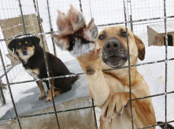 В  Алтайском крае приняли правила обращения с бездомными животными