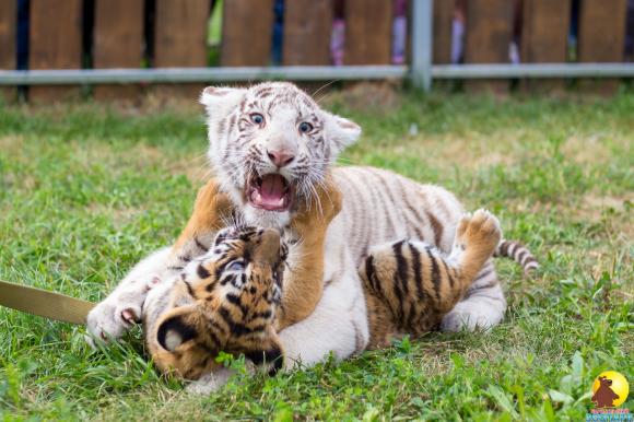 В барнаульском зоопарке построят вольеры для тигров за 12 млн рублей