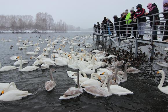 Алтайские лебеди-кликуны готовятся к отлету (фото)