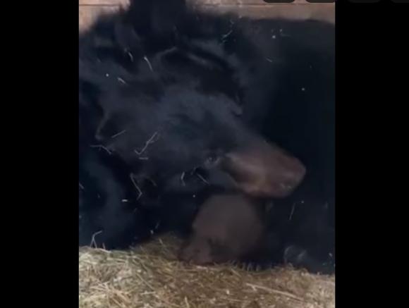 Гималайская медведица из барнаульского зоопарка показала медвежонка (видео)