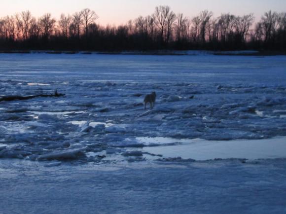 Барнаульские МЧСники спасли со льдины пса