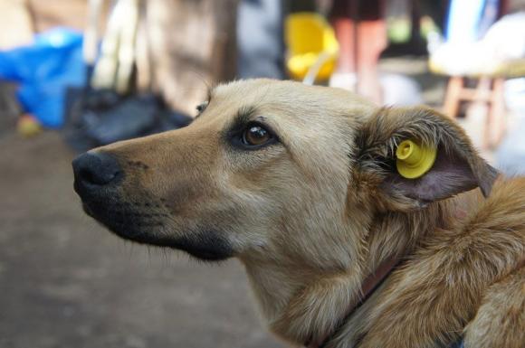 В Барнауле появились собаки с бирками в ушах