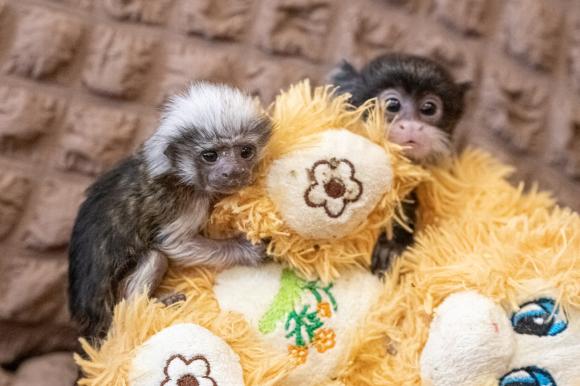 В Новосибирском зоопарке родились обезьянки исчезающего вида (фото)
