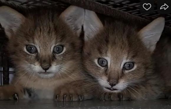 Камышовые котятки в зоопарке начинают интересоваться окружающим миром (видео)