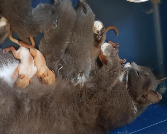 Барнаульская кошка приютила осиротевших бельчат (фото и видео)