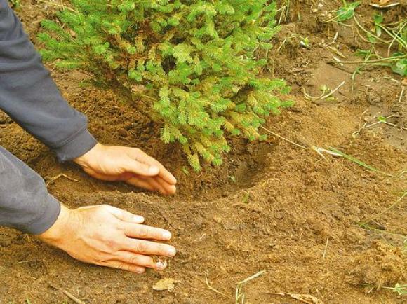 В Изумрудном парке высадили 75 деревьев
