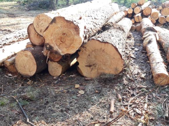 Деревья получили больше света: Минприроды признало законной вырубку ленточного бора в Лесном