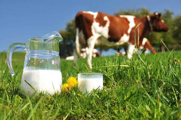 Скупщики обвалили цены на молоко: алтайские сельчане боятся лишиться денег и коров