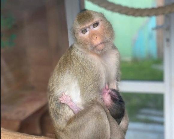 Мася из барнаульского зоопарка вновь стала мамой (видео)