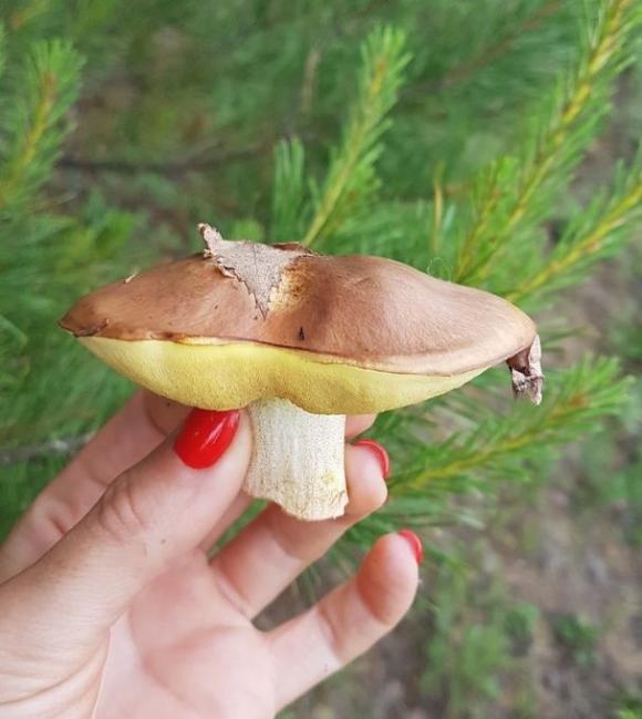На Алтае начался сезон грибов (фото)