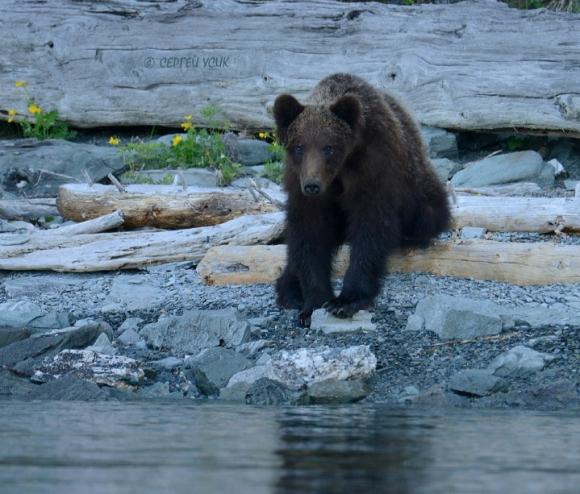 Молодой медведь пришел на берег Телецкого озера (фото)