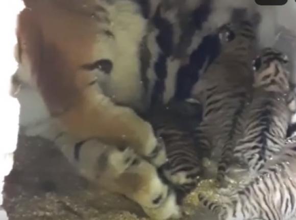 В барнаульском зоопарке родились 4 тигренка (видео)