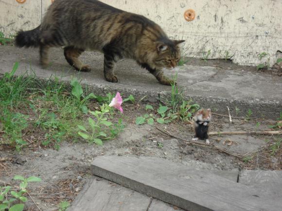 Хомяк дрался за жизнь с котом (фото и видео)