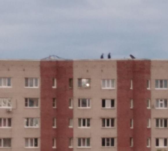 В Барнауле девочка-подросток упала с крыши
