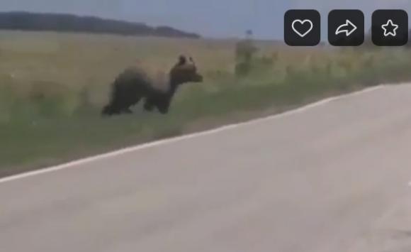 Медведь перебежал трассу в районе Тогула (видео)