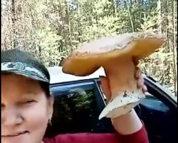 Грибники нашли килограммовый боровик в алтайском лесу (видео)