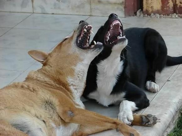 В Алтайском крае предлагают штрафовать хозяев, чьи собаки лают по ночам