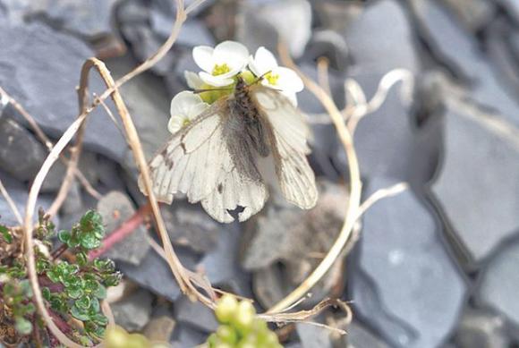 Энтомологи из Барнаула обнаружили в Арктике неизвестных ранее бабочек