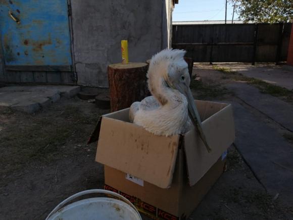Алтайский охотник подстрелил краснокнижного пеликана и бросил умирать