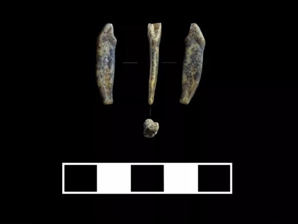 В алтайской пещере нашли зубы неандертальца