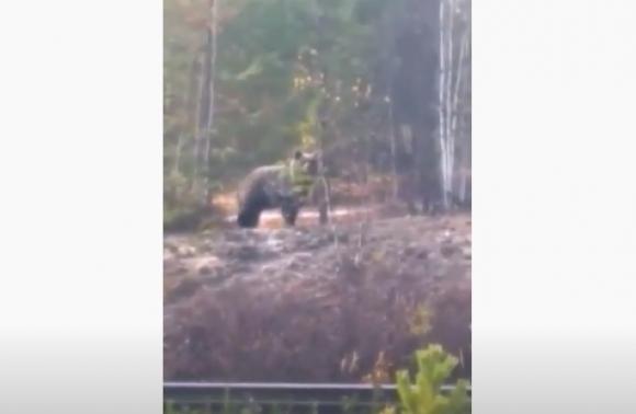 В Сибири медведь гонялся за железнодорожником (видео)