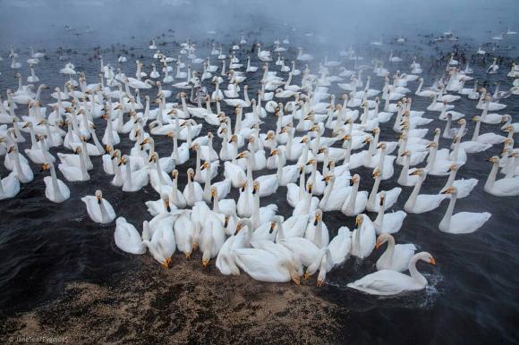 В Алтайский край на зимовку прилетели лебеди