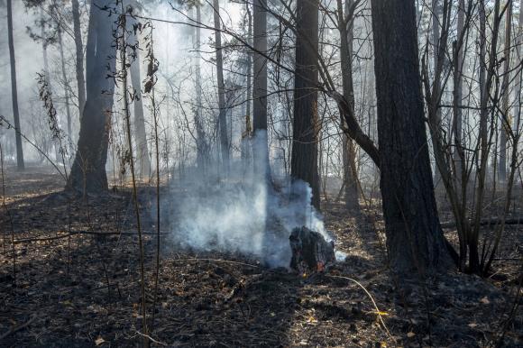 В Кислухинском заказнике после пожара начали незаконно рубить деревья