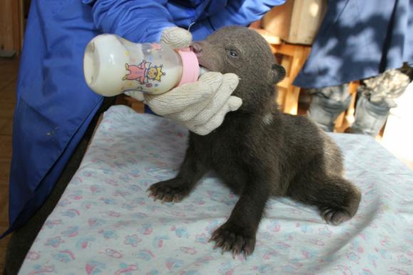 В Алтайском заповеднике будут реабилитировать медвежат-сирот