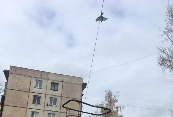 В Бийске спасли висящего на проводах голубя (видео)