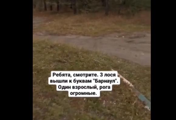 Возле трассы перед Барнаулом ходят лоси (видео)