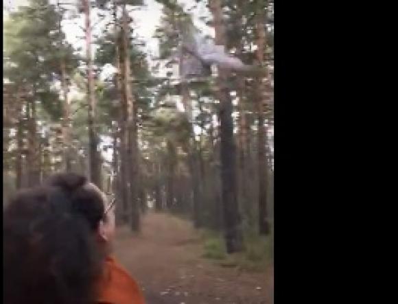 Барнаульцы спасли сову от стаи разъяренных ворон